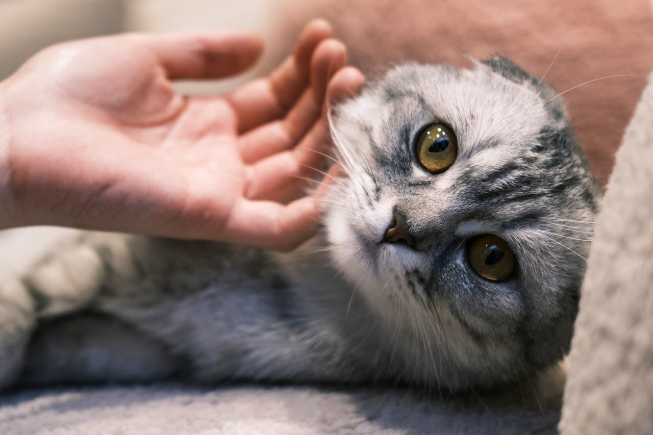 A close-up of a Scottish Fold cat being gently stroked by a human hand, showcasing affection and companionship.