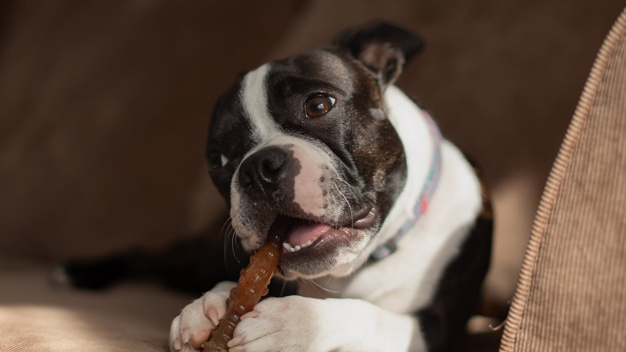 Cute Boston Terrier dog chewing a toy indoors, showcasing its playful and loyal nature.
