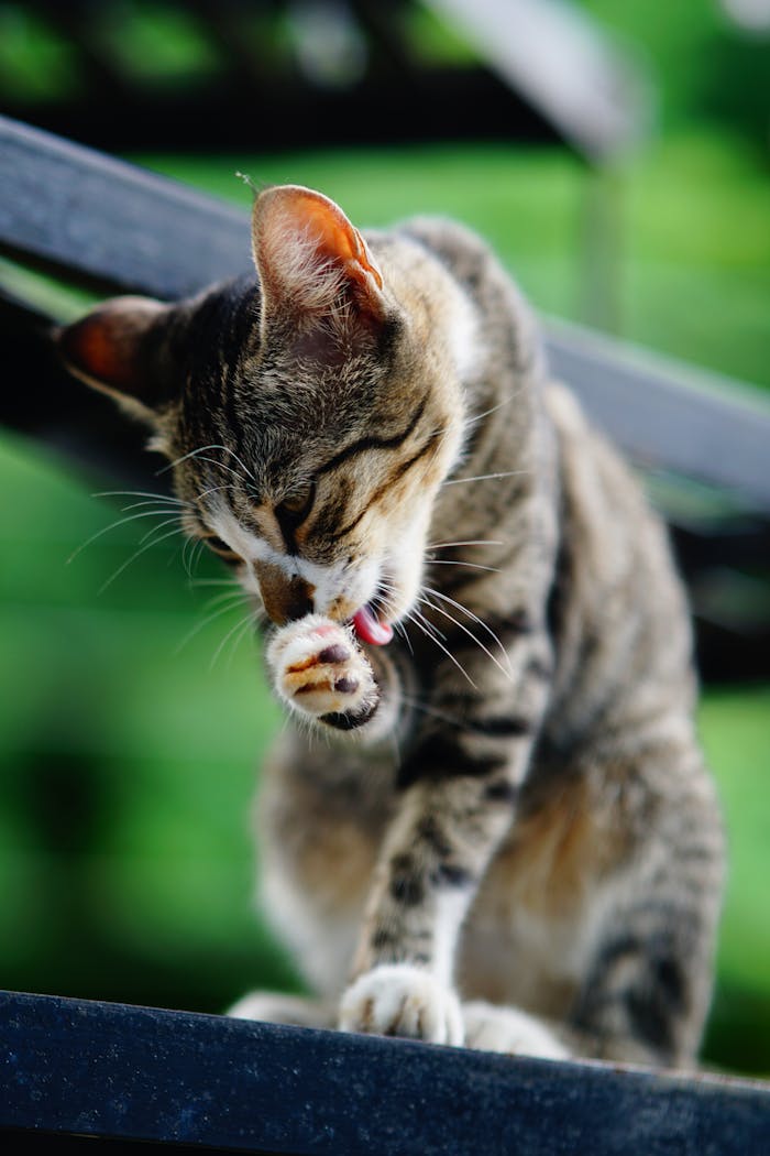 A charming tabby cat cleaning itself in a garden setting, with vibrant greenery in the background.