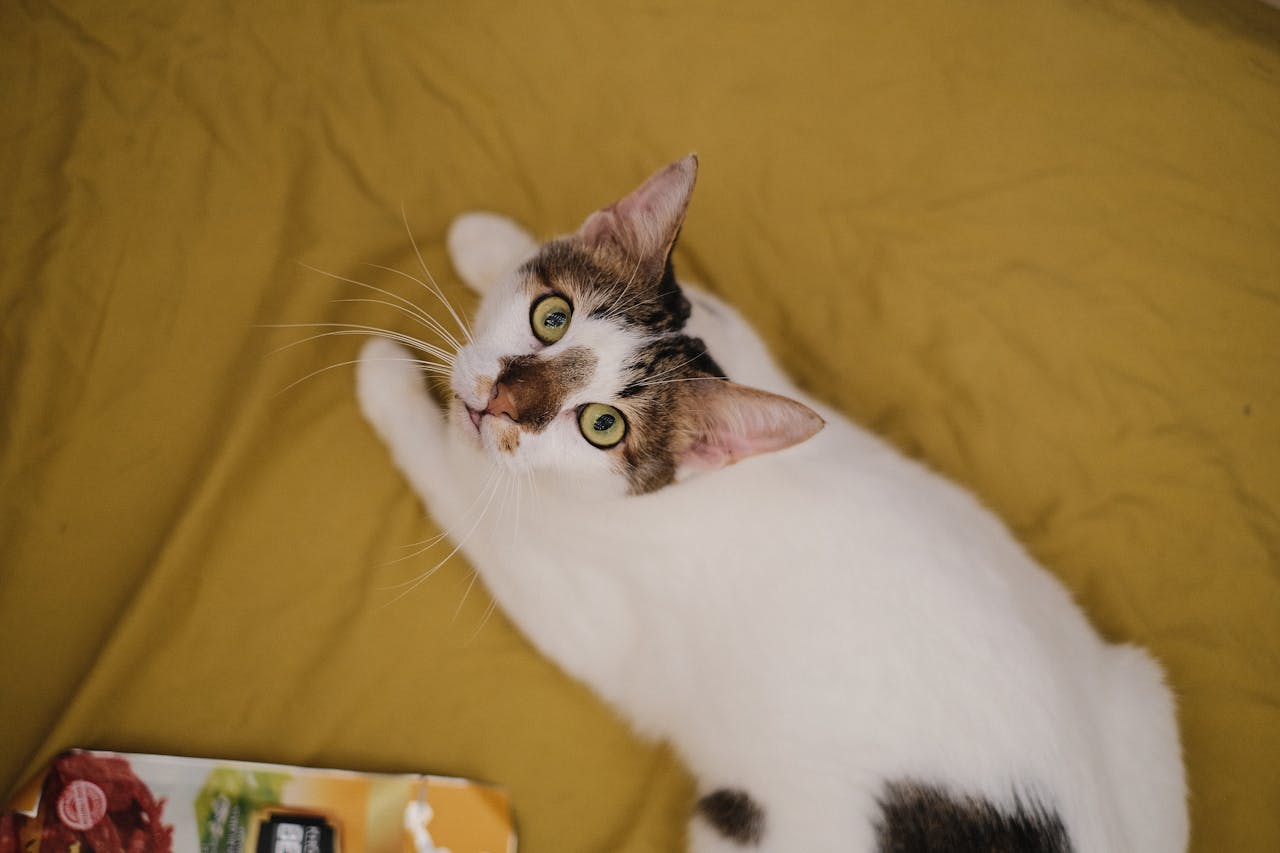 Close-up of a relaxed domestic cat lying on a yellow sheet indoors.