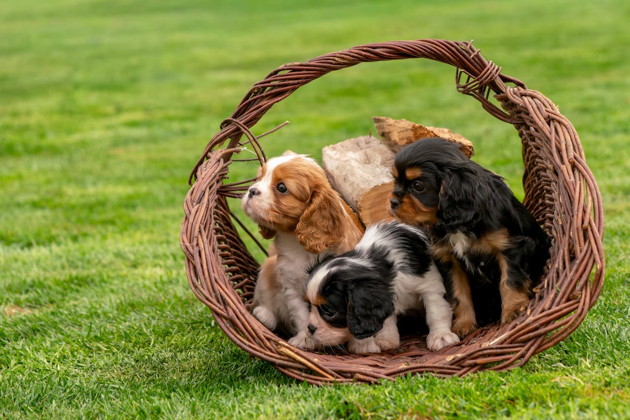 Three cute Cavalier King Charles Spaniel puppies sitting in a wicker basket on a sunny day.