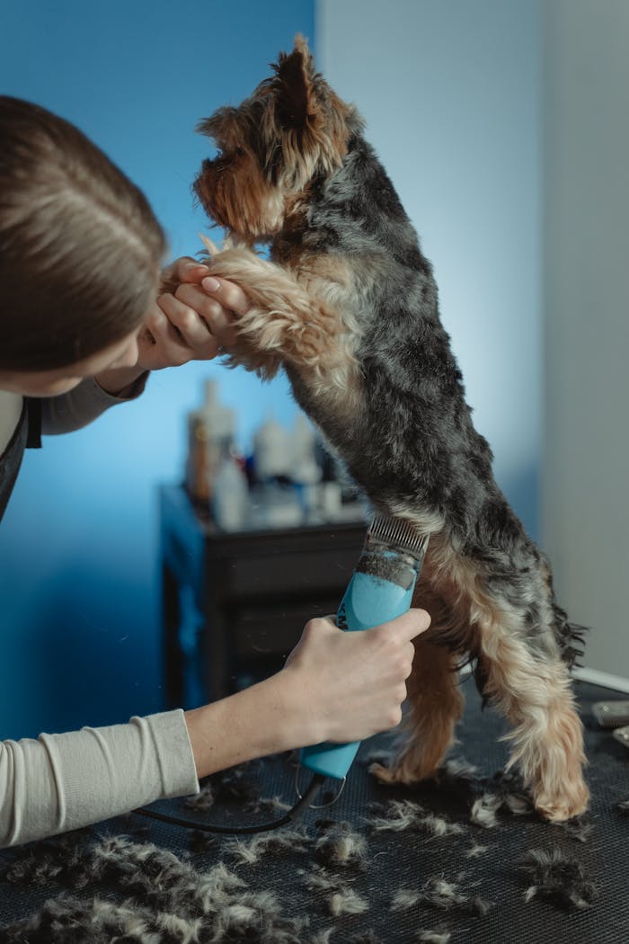 A professional groomer trimming a Yorkshire Terrier