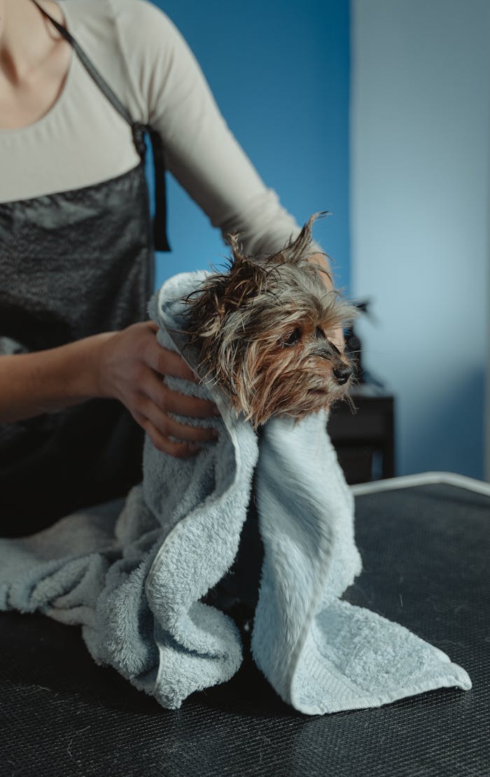A Yorkshire Terrier being dried with a towel by a groomer indoors.